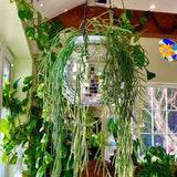 Disco Ball Hanging Planter with Mirror Finish