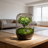 Modern Glass Terrarium Planter Clear Design