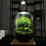 Modern Glass Terrarium Planter Clear Design