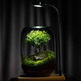 Modern Glass Terrarium Planter Clear Design