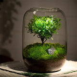 Modern Glass Terrarium Planter Clear Design
