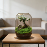 Modern Glass Terrarium Planter Clear Design