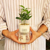 Plastic Self Watering Flower Pot Clear Base