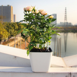 Plastic Self Watering Plant Pot with Gauge