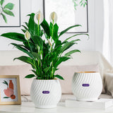 Textured Self Watering Round Planter
