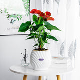 Textured Self Watering Round Planter